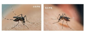 基孔肯亚热会人传人吗、能治好吗