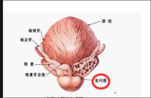 阿帕他胺片（安森珂）最佳服用时间段是什么时候？